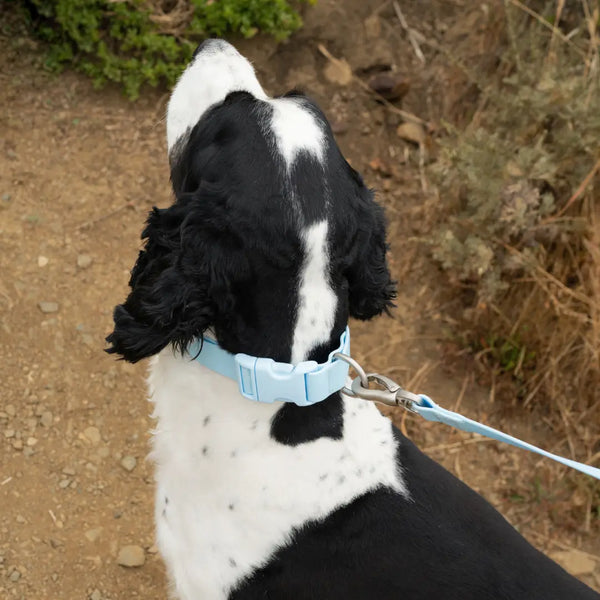 Premium Waterproof 5ft Dog Leash - Padded Handle {Color Options}