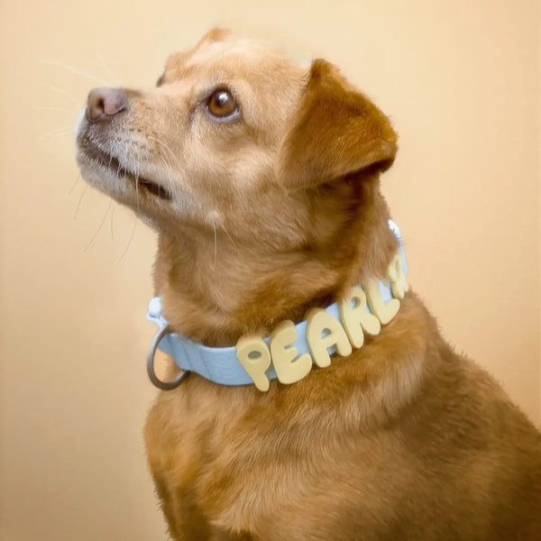Silicone Waterproof Dog Collar {Color Options}